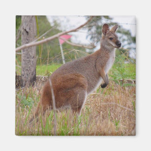 Íman wallaby