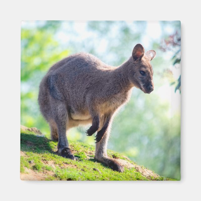 Íman Wallaby (Frente)