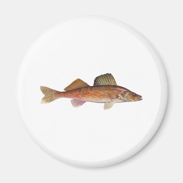 Íman Walleye (Frente)