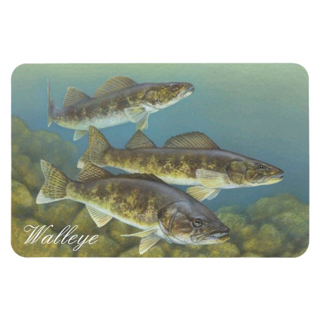 Íman Walleye Painting Magnet (Horizontal)
