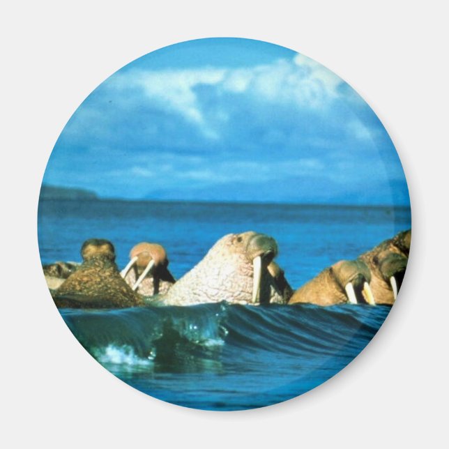 Íman Walrus (Frente)