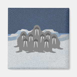 Íman Walrus Magnet