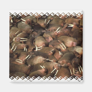 Íman Walruses Square Magnet