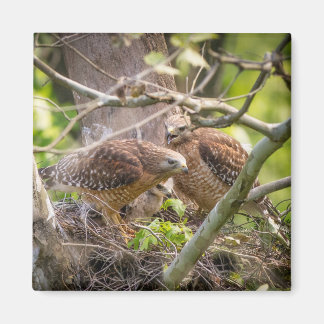 Íman Walter the Red Shoulder Hawk Magnet