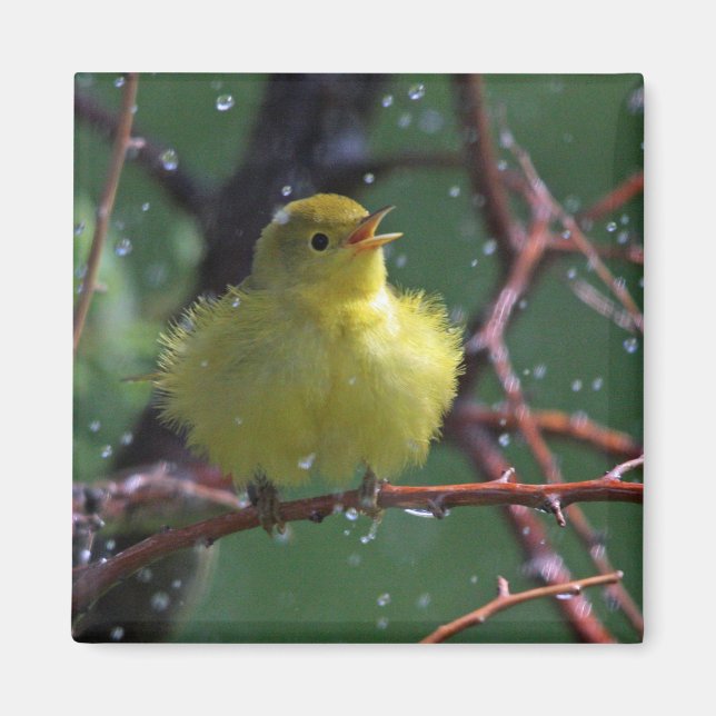 Íman Warbler (Frente)