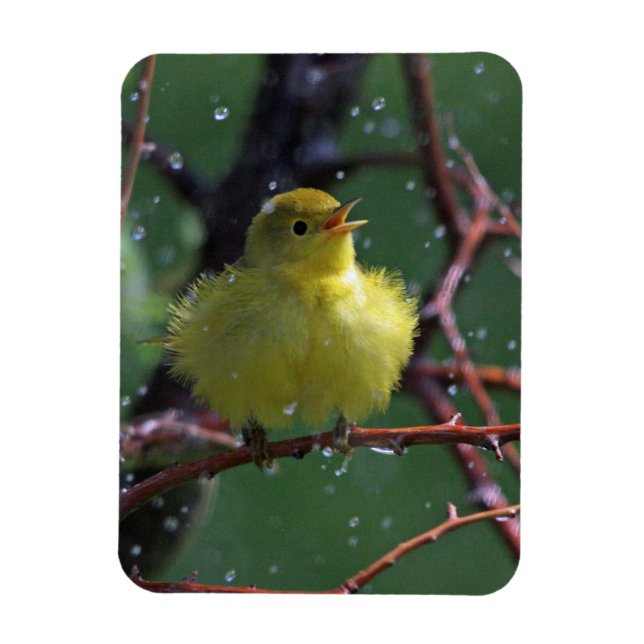 Íman Warbler (Vertical)