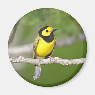 Íman Warbler Hooded