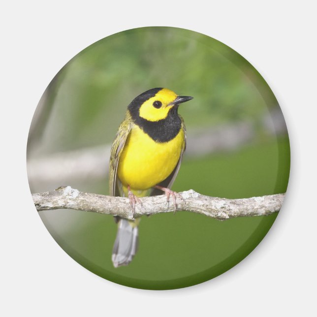 Íman Warbler Hooded (Frente)