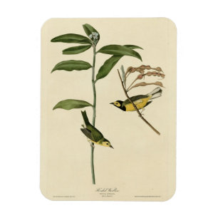 Íman Warbler Hooded das Aves da América de Audubon