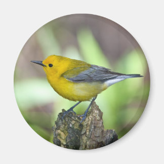 Íman Warbler Prothonotário