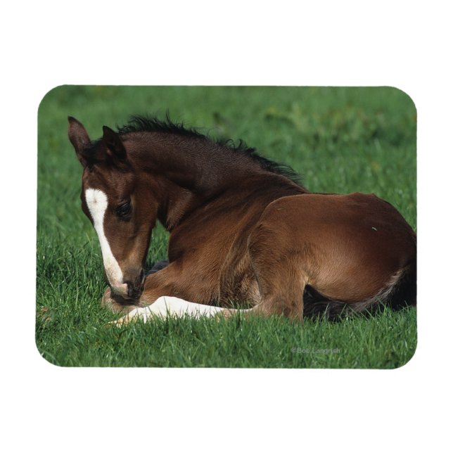 Íman Warmblood Foding (Horizontal)