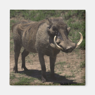 Íman Warthog impressionante