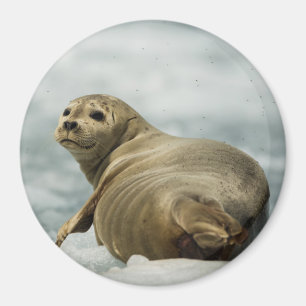 Íman Wary Seal