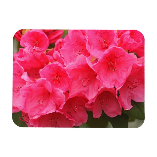 Íman Washington, Seattle, Puget Sound, Discovery Park (Horizontal)