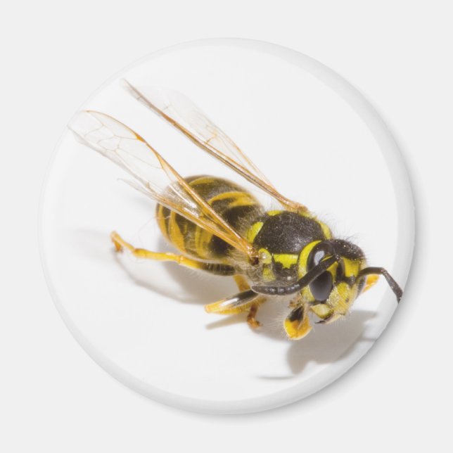 Íman Wasp (Frente)