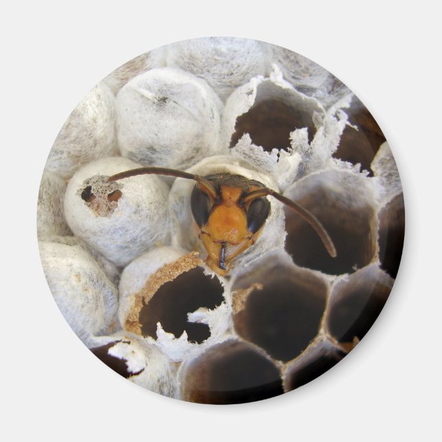 Íman Wasp Emergindo Do Nest Magnet (Frente)