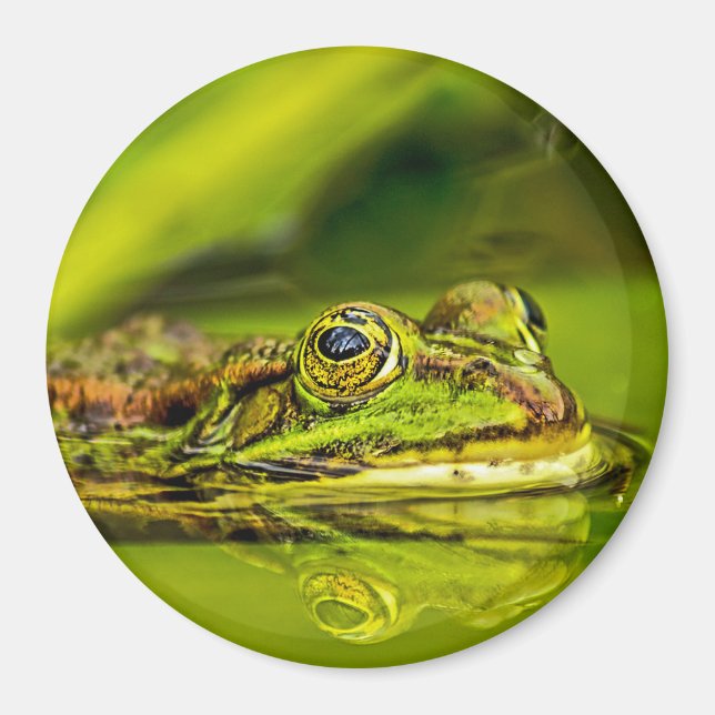 Íman Wasserfrosch (Frente)