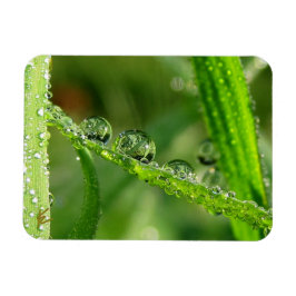 Íman Water Drops on Green Grass Lush, Peaceful, Nature