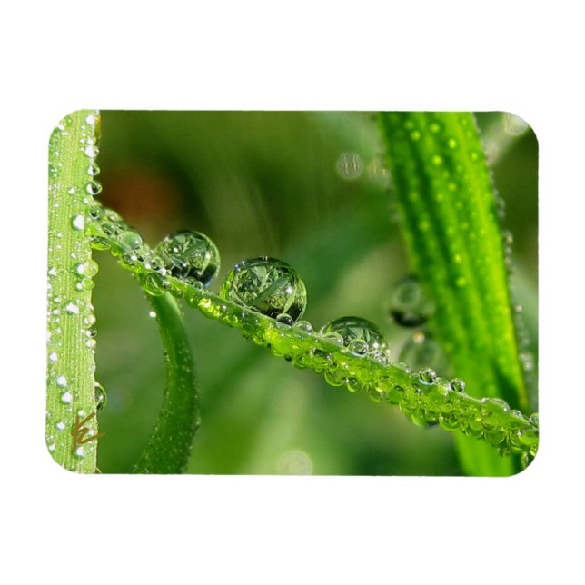 Íman Water Drops on Green Grass Lush, Peaceful, Nature (Horizontal)