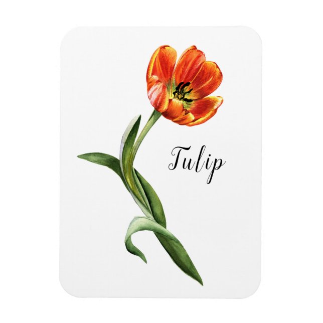 Íman Watercolor Tulip Floral (Vertical)
