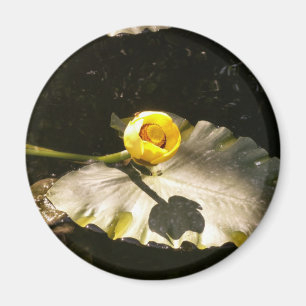 Íman WaterLilly