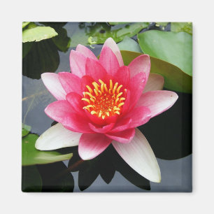 Íman Waterlily cor-de-rosa