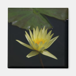Íman Waterlily de Lotus Amarelo
