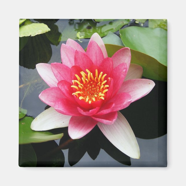 Íman Waterlily Rosa (Frente)