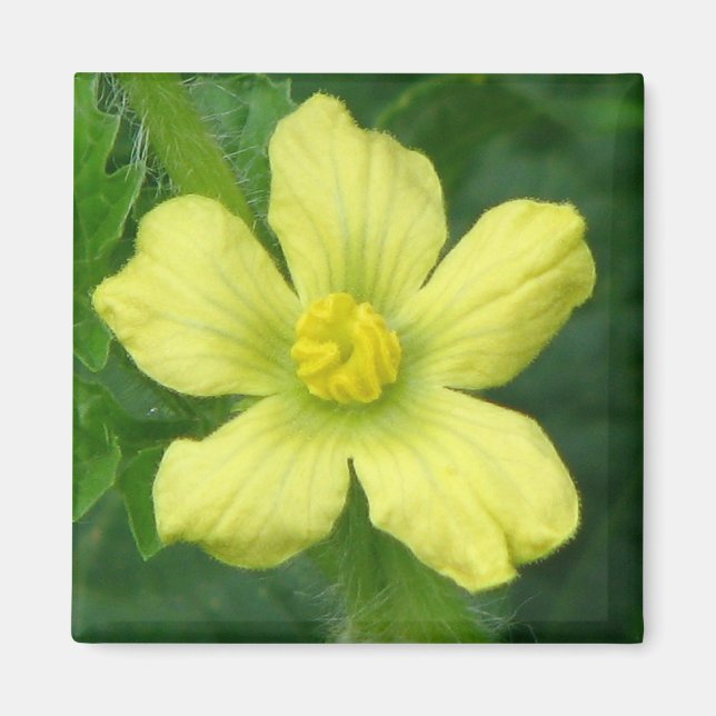 Íman Watermelon Bloom (Frente)