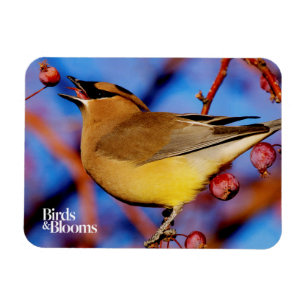 Íman Waxwing de cedro