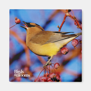 Íman Waxwing de cedro