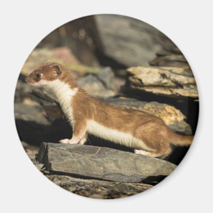 Íman Weasel de caça