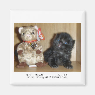 Íman WEEWILLY vs 4 polegadasBB-1, Wee Willy com 2 seman