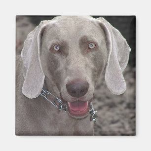 Íman Weimaraner