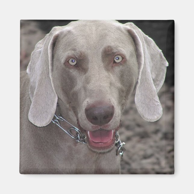 Íman Weimaraner (Frente)