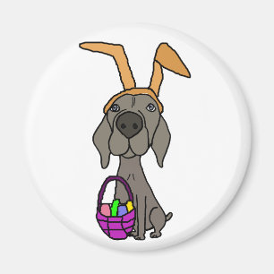 Íman Weimaraner engraçado bonito com orelhas do coelho
