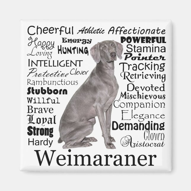 Íman Weimaraner Magnet (Frente)