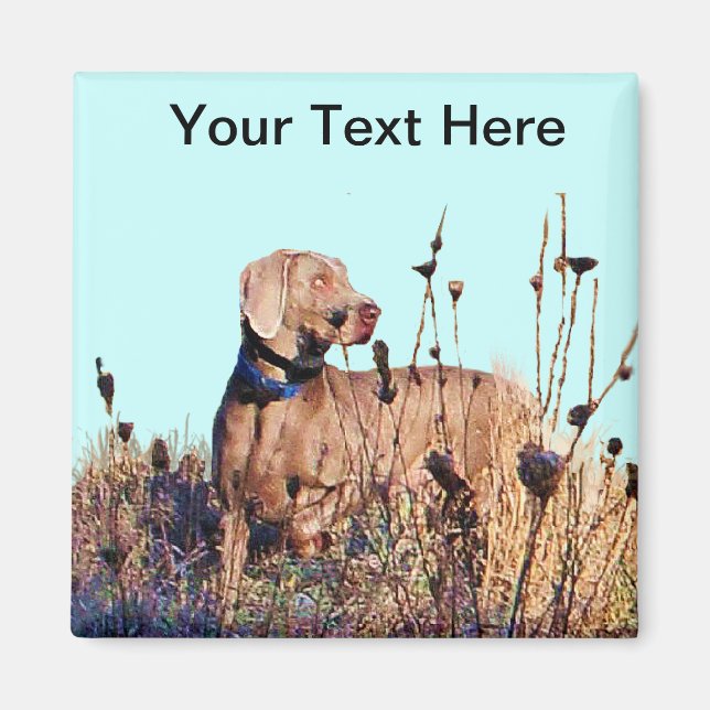 Íman Weimaraner Na Recuperação (Frente)