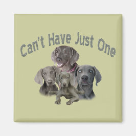 Íman Weimaraner não pode ter apenas um