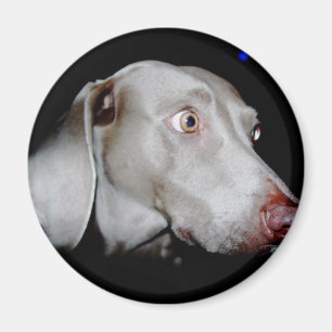 Íman Weimaraner - o fantasma cinzento
