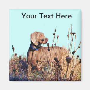 Íman Weimaraner recupera sobre
