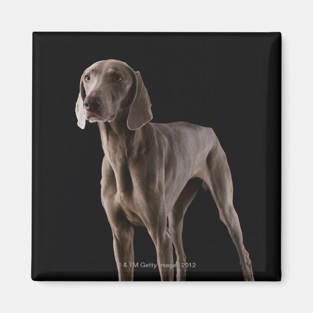 Íman Weimaraner, tiro de estúdio (Frente)