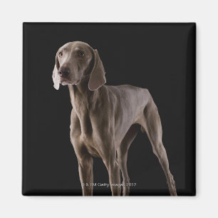 Íman Weimaraner, tiro do estúdio