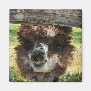 Íman Weird Alpaca