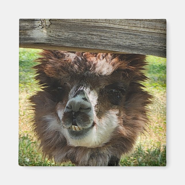 Íman Weird Alpaca (Frente)