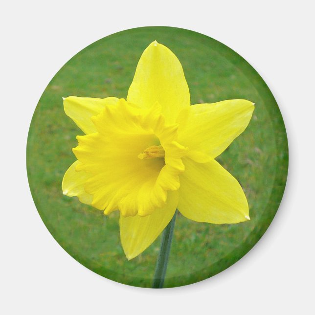 Íman Welsh Daffodil (Frente)