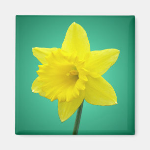 Íman Welsh Daffodil - IV