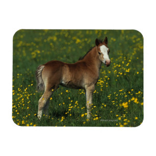 Íman Welsh Foal