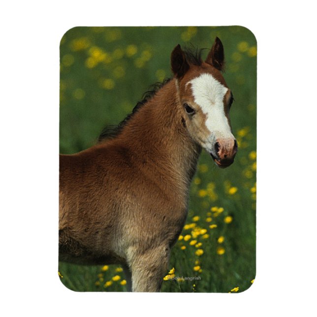 Íman Welsh Foal (Vertical)