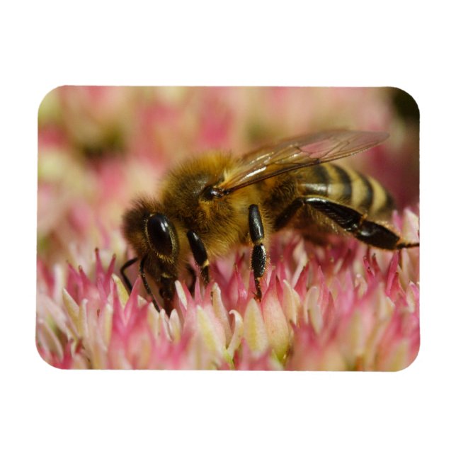 Íman Western Honey Bee Macro (Horizontal)
